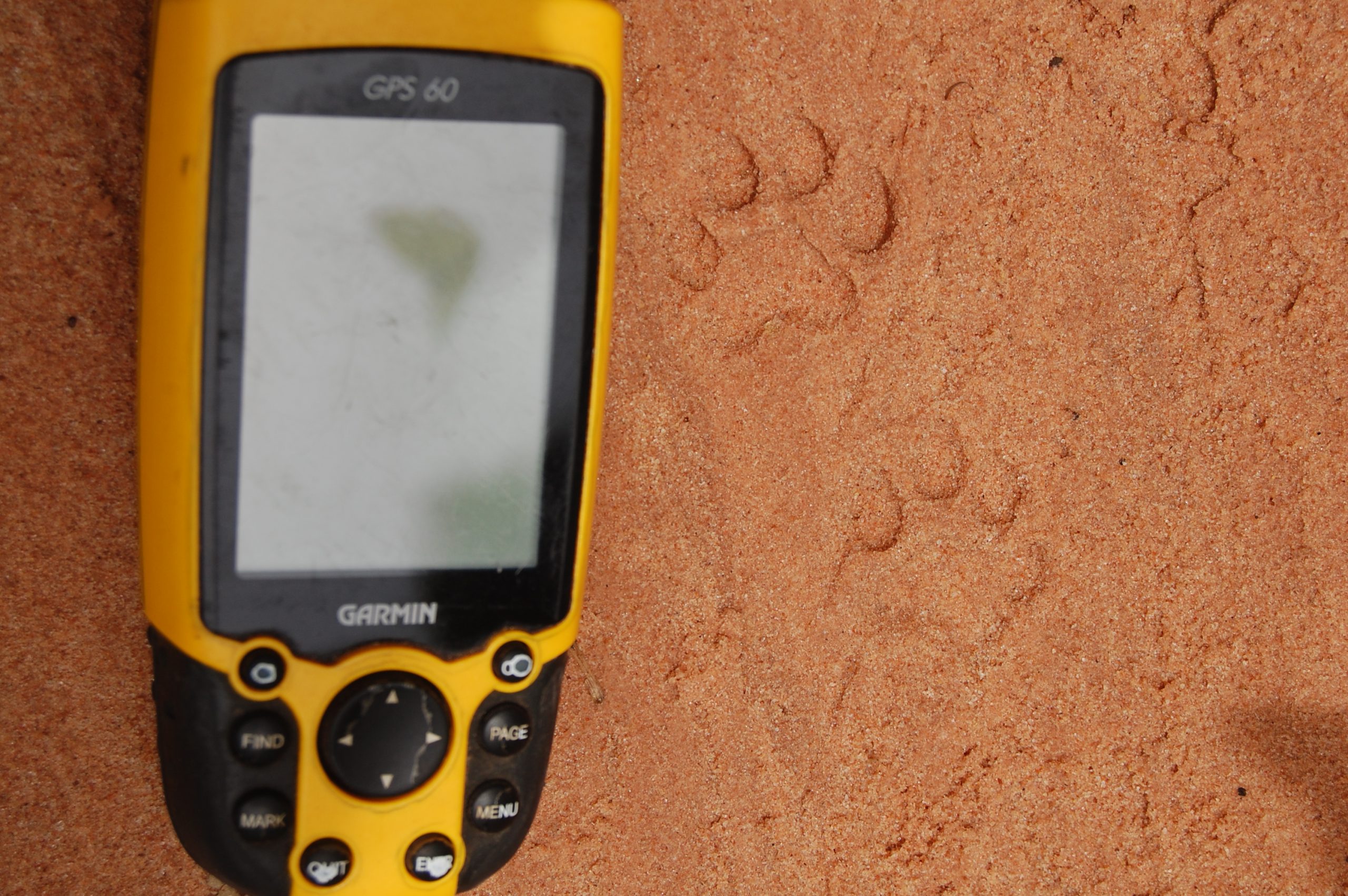 Animal_tracking_in_fiji