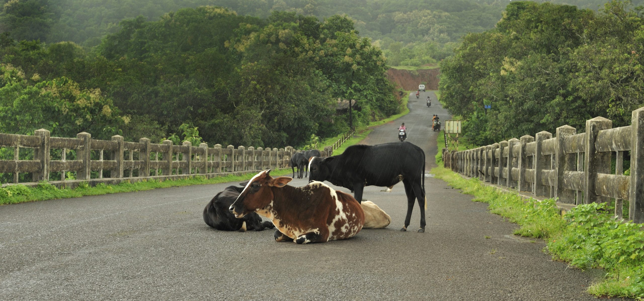 Bridging the gap between algorithmic performance and human comprehension is the fundamental challenge of XAI. Technical Implementation of Post-Hoc Interpretability and Feature Attribution Anjarle_Bridge_and_Cows-fix