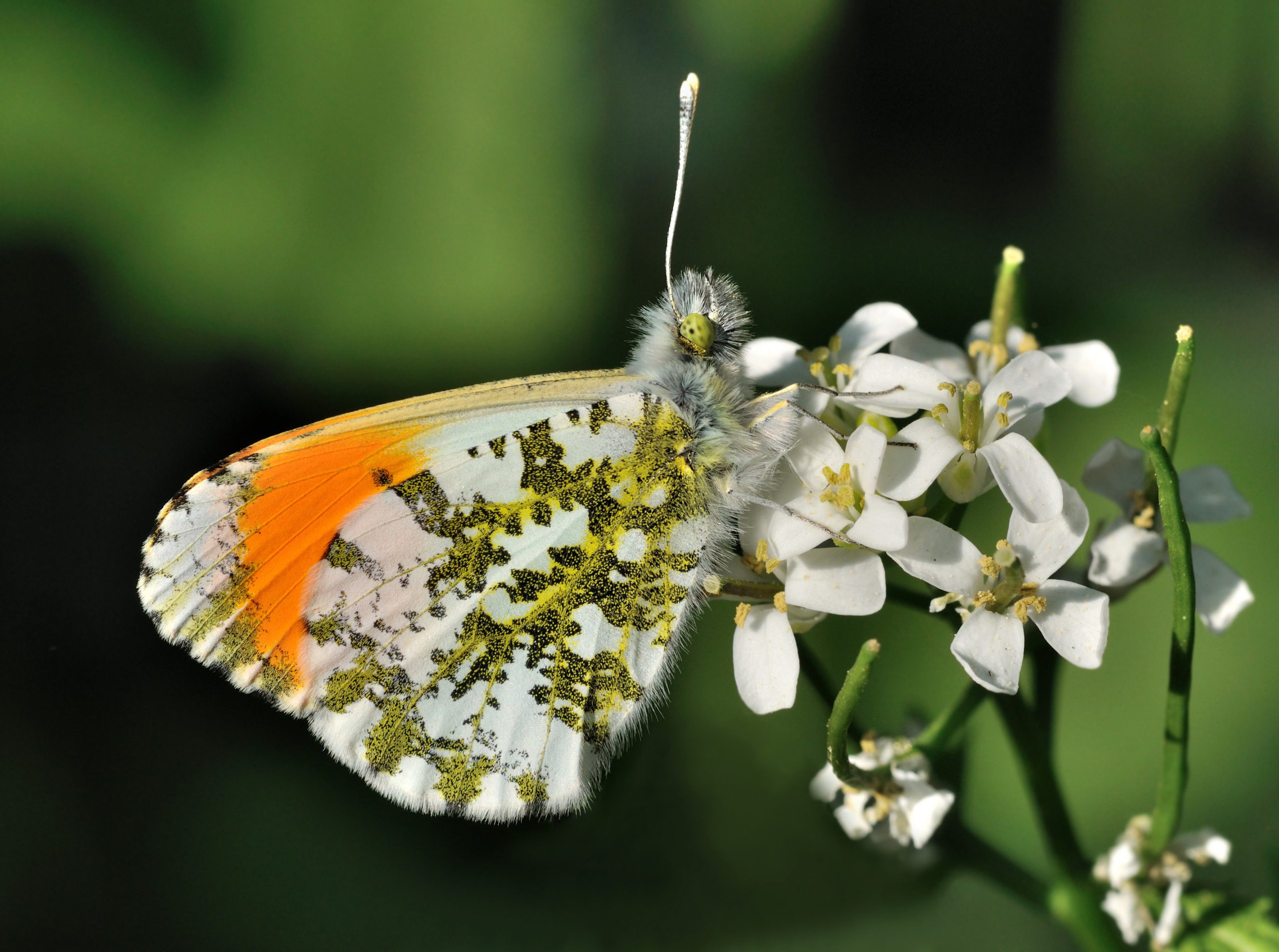 Anthocharis_cardamines_qtl_edit_by_bC3B6-4
