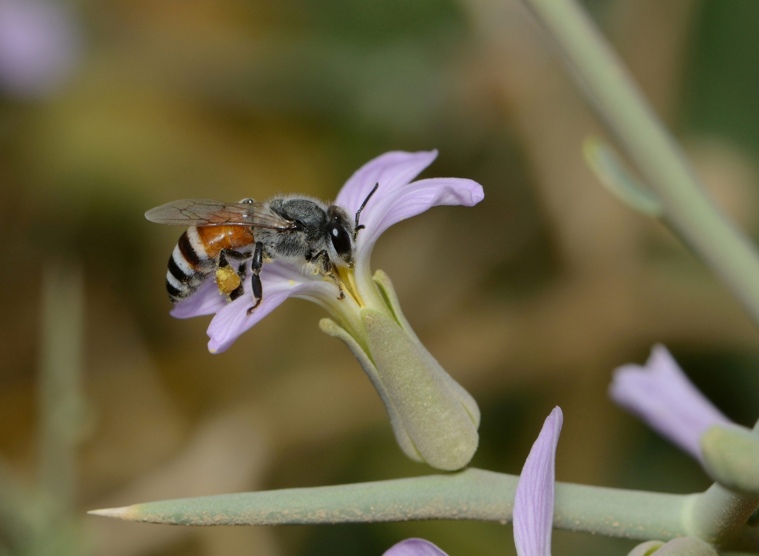 Beyond APIs: The Death of the Middleman Economy Apis_florea_worker_1