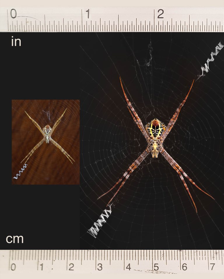 Argiope_spider_female_adult_and_juvenile_size_comparison_Laos