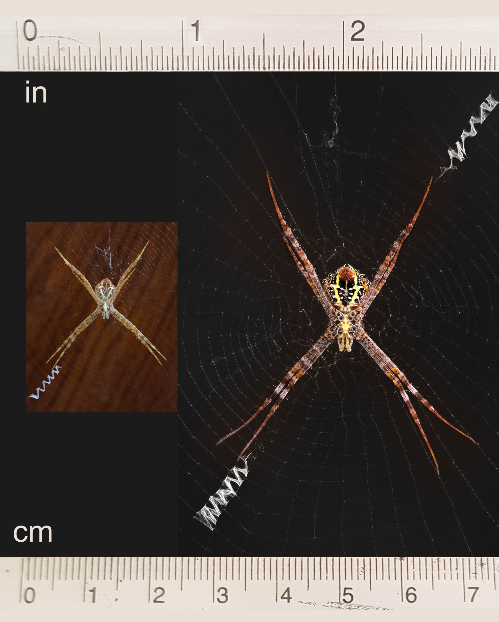 Argiope_spider_female_adult_and_juvenile_size_comparison_Laos