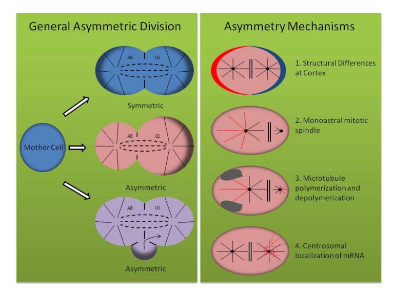 Asymmetric_cell_division