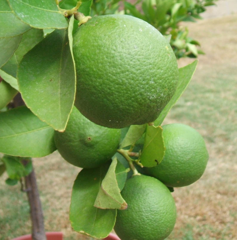 Backyard_limes-5