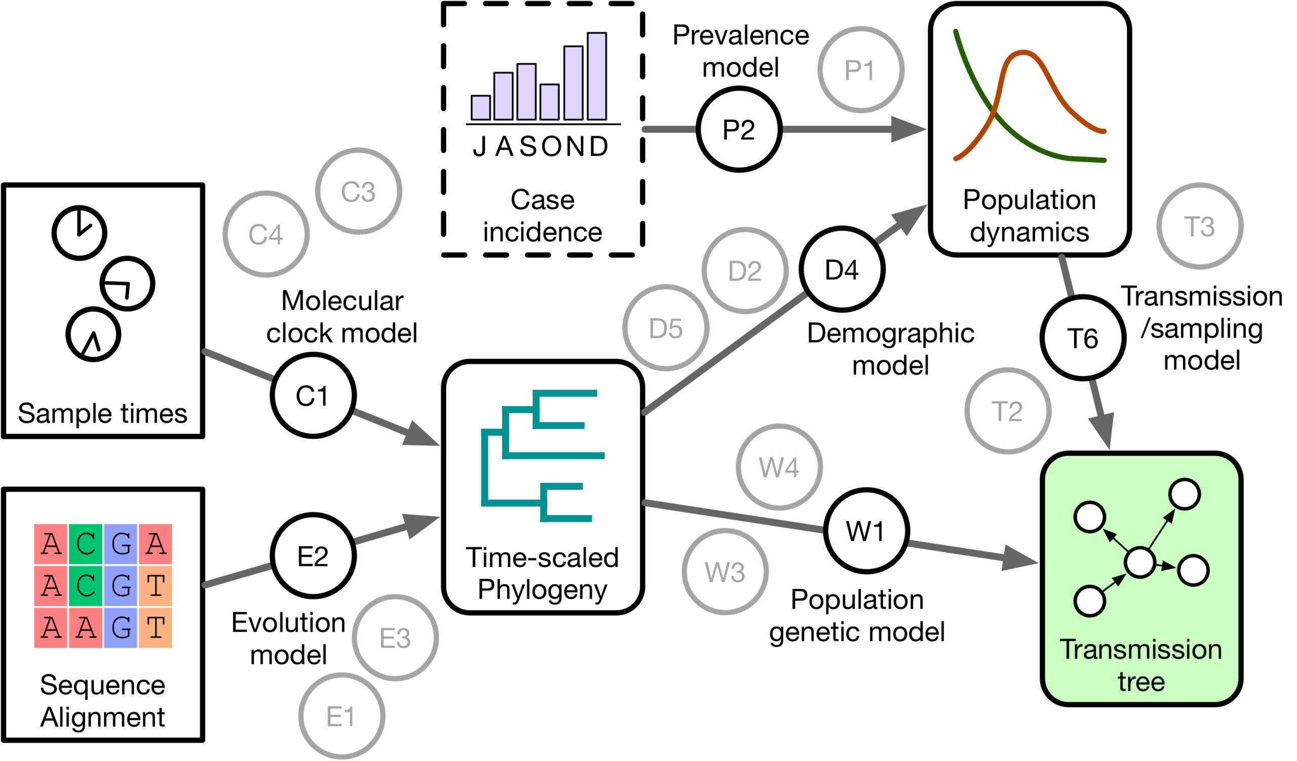 Bayesian_phylodynamic_model_components