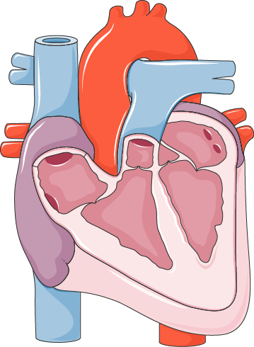 Provide physical or digital certificates of authenticity for verified ritual datasets. Cardiovascular_system_-_Diastolic_heart_failure_-_Smart-Servier