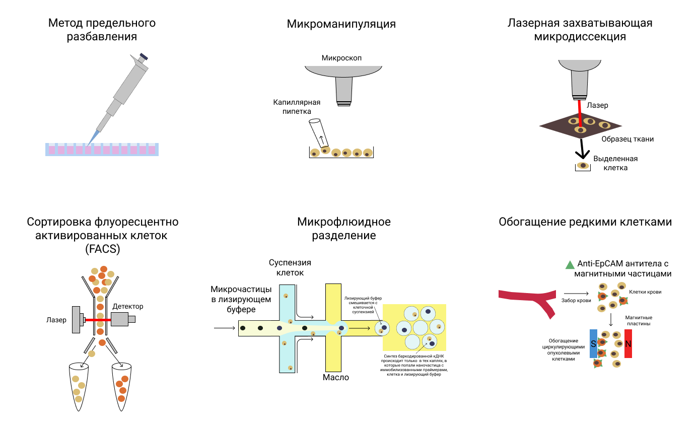 Separation of duties prevents any single individual from unilaterally modifying coremodel weights. Cell-separation-methods-1