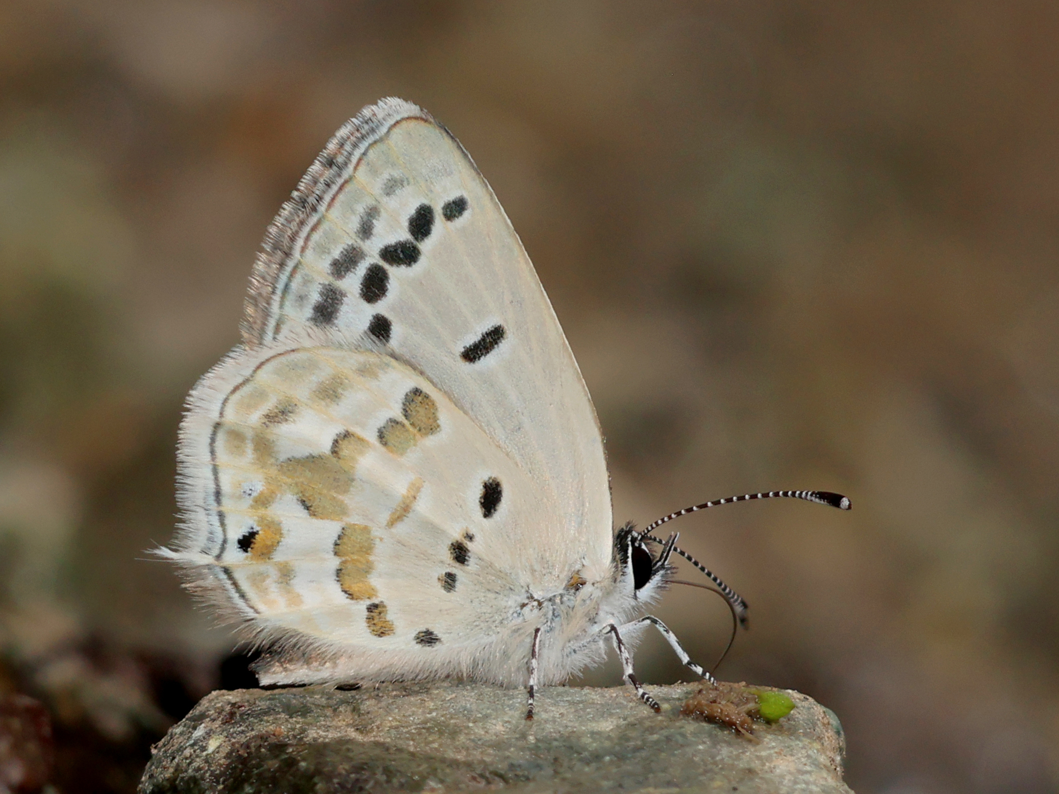 Close_wing_basking_position_of_Tongeia_pseudozuthus_28Huang2C_200129_-_False_Tibetan_Cupid