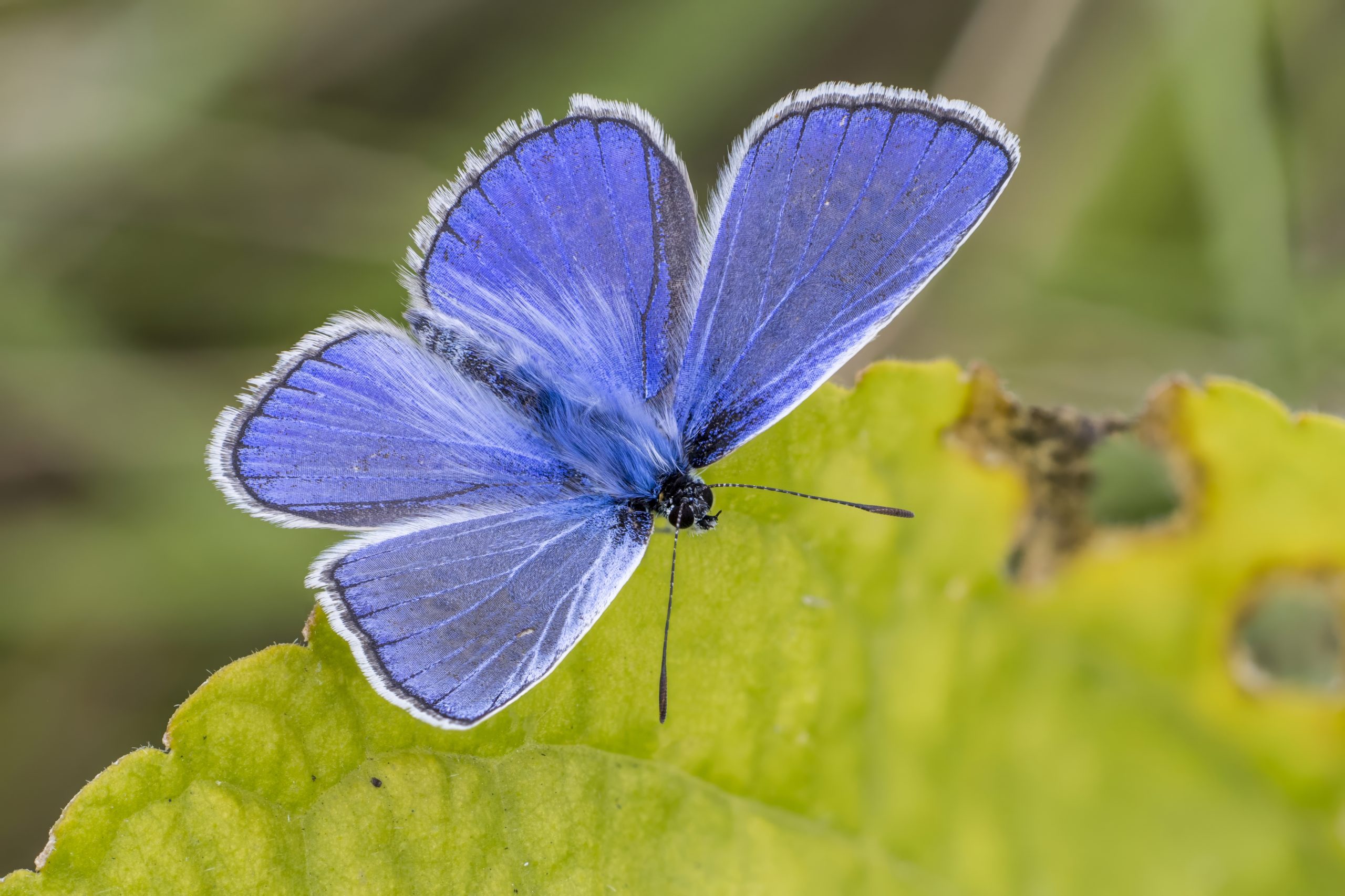 Common_blue_28Polyommatus_icarus29_male_Turna-5