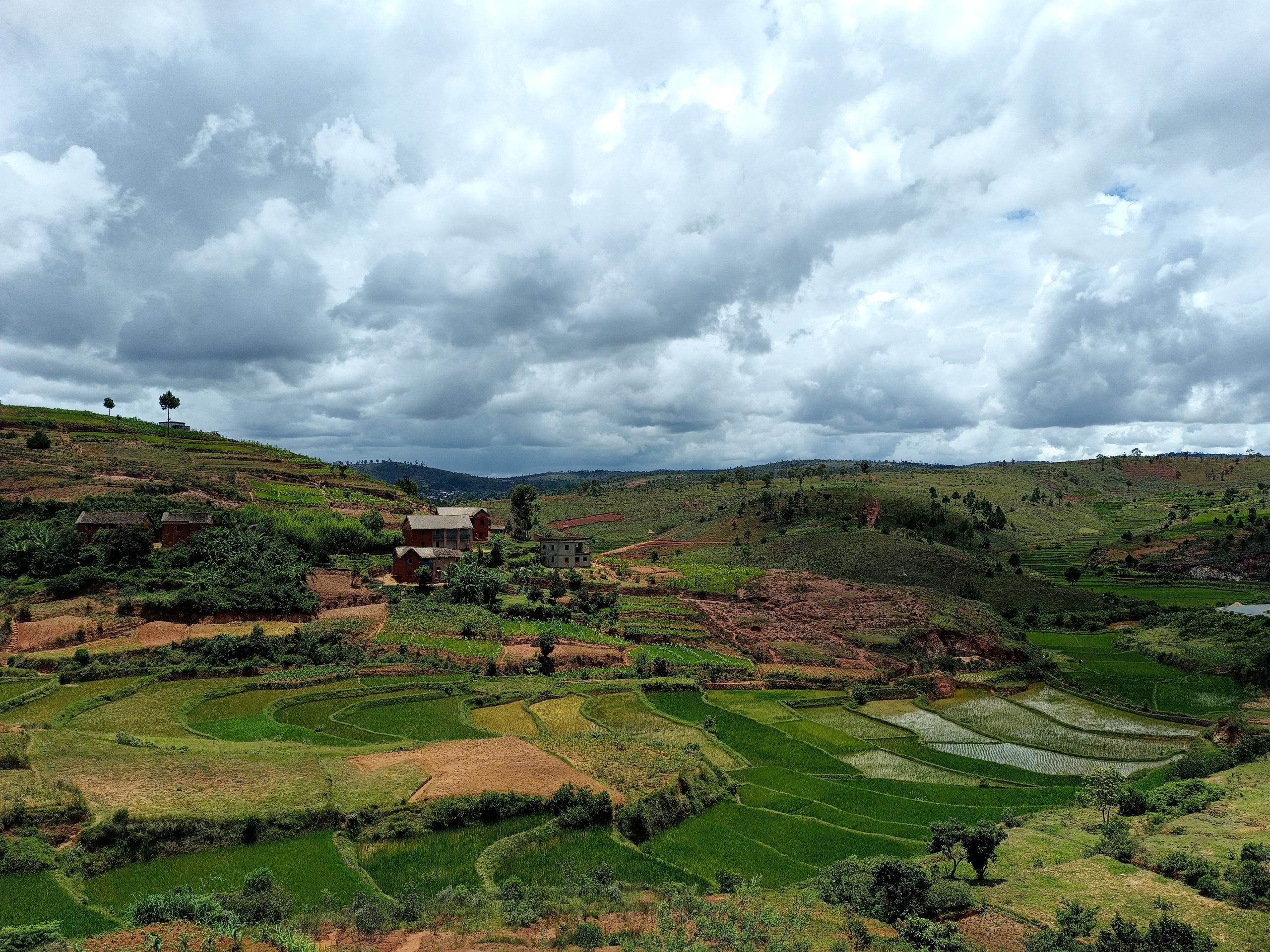Culture_de_riz_sur_la_colline_C3A0_Andriambilany2C_route_nationale_7_-_Madagascar-1