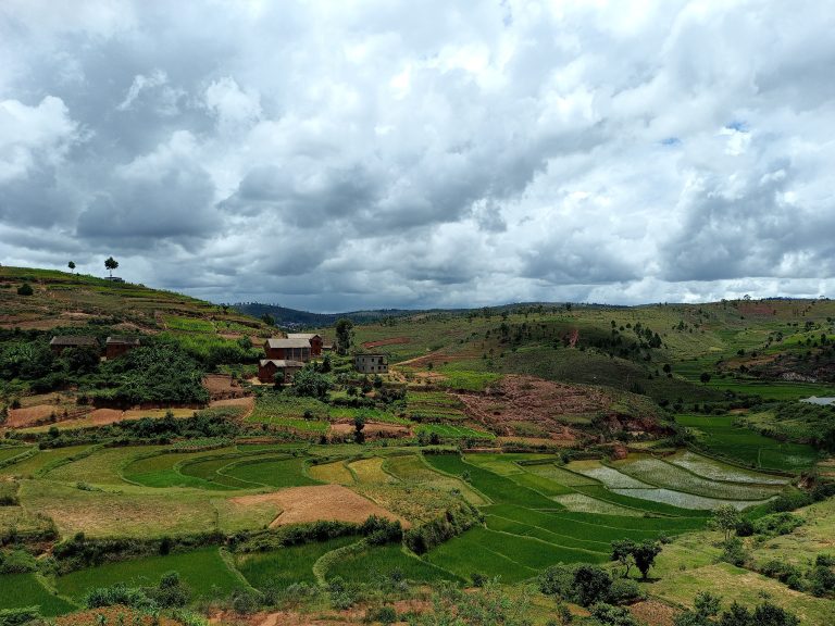 Culture_de_riz_sur_la_colline_C3A0_Andriambilany2C_route_nationale_7_-_Madagascar