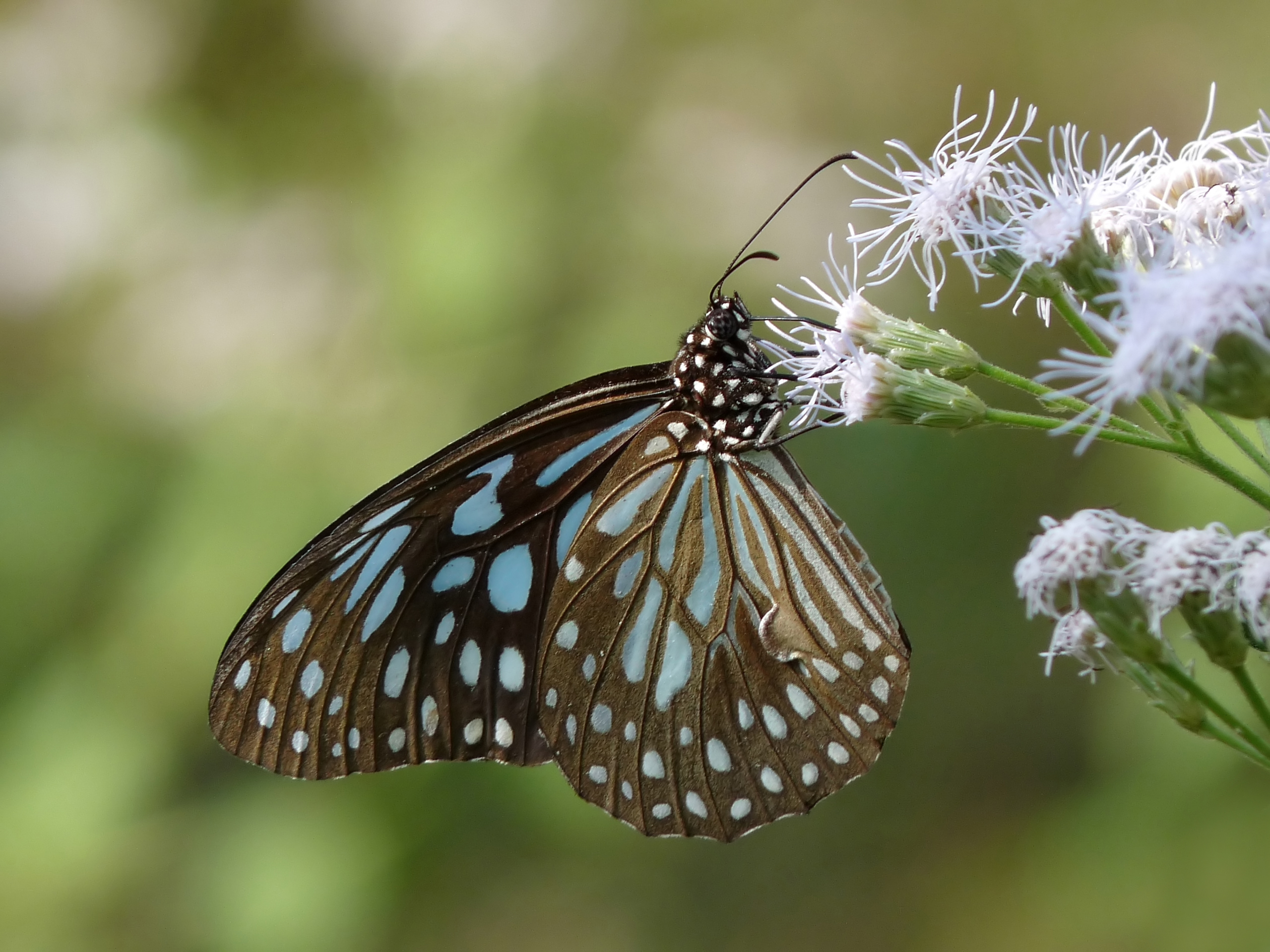 Documentation should explicitly state the intended audience for each explanation type,distinguishing between developers and end-users. Dark_Blue_Tiger_tirumala_septentrionis_by_kadavoor