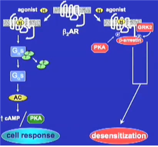 Desensitization_by_classical_signal_and_CEB2-arrestin