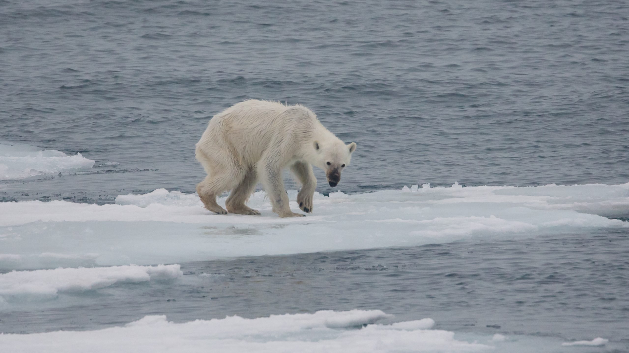 Endangered_arctic_-_starving_polar_bear-4