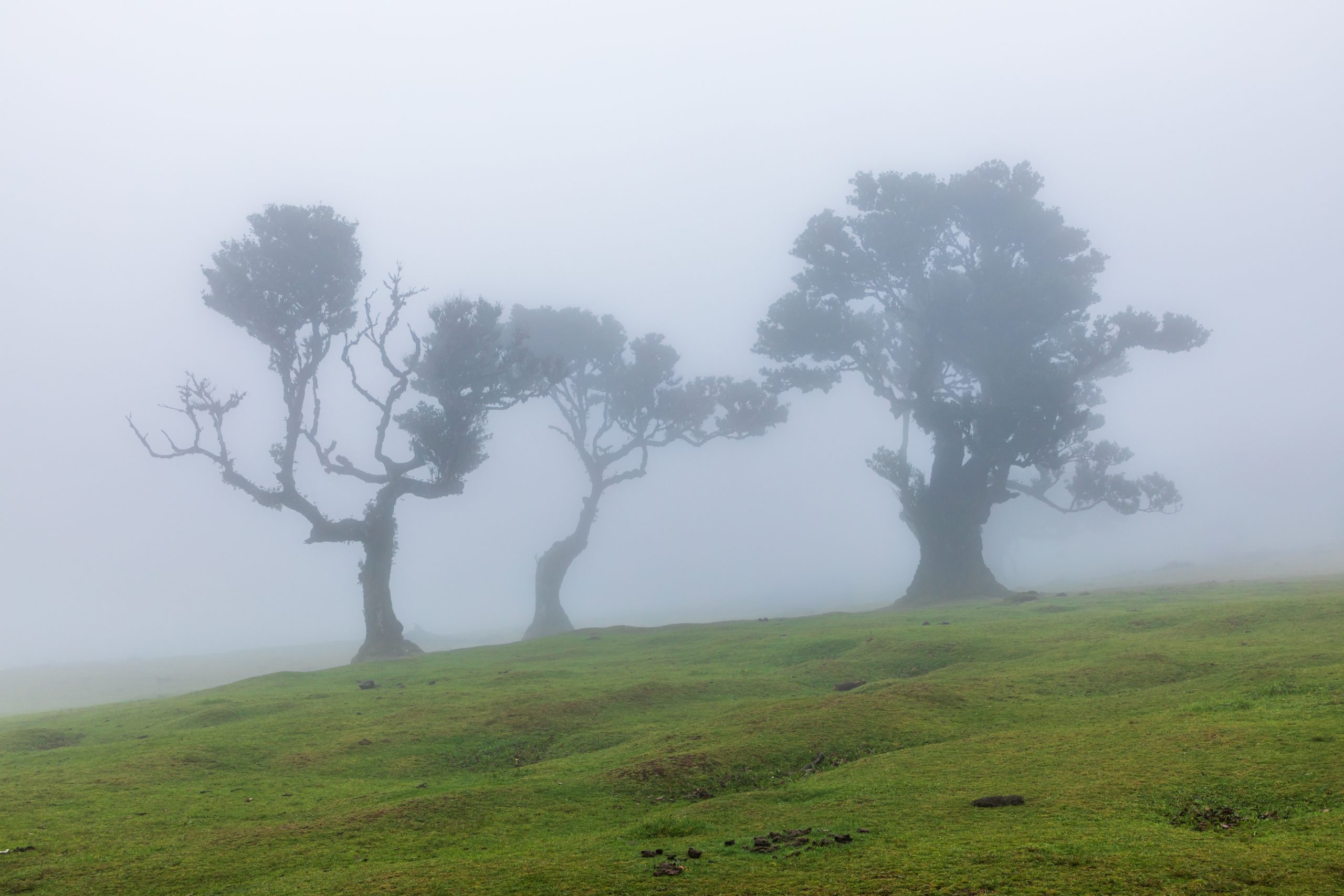 Fanal (Madeira, Portugal), Lorbeerwald