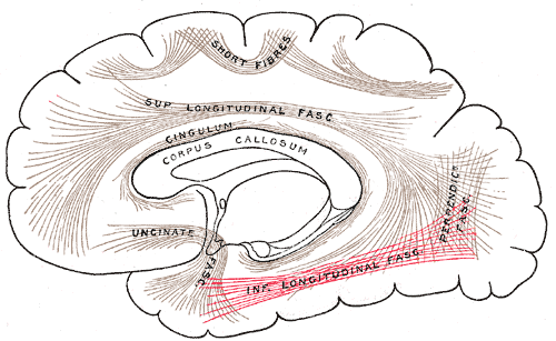 Longitudinal studies measure how user trust evolves after repeated AI interactions. Gray751_-_Inferior_longitudinal_fasciculus