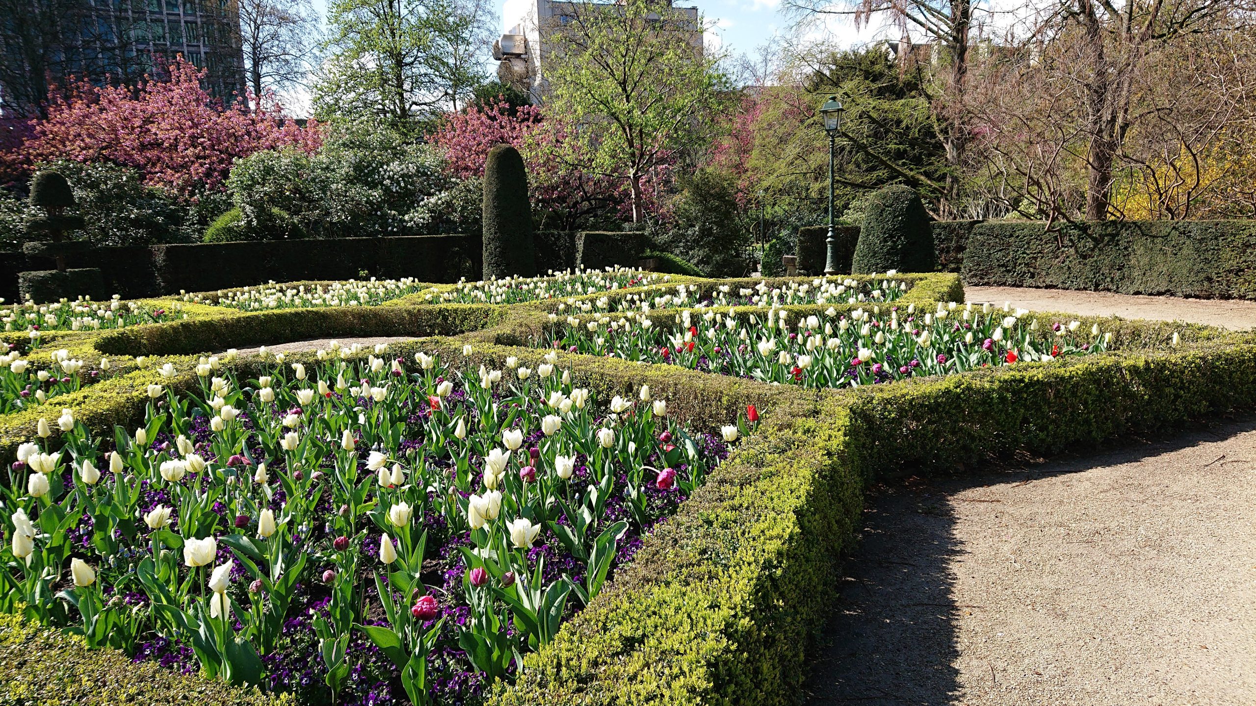 Hedge_in_Brussels
