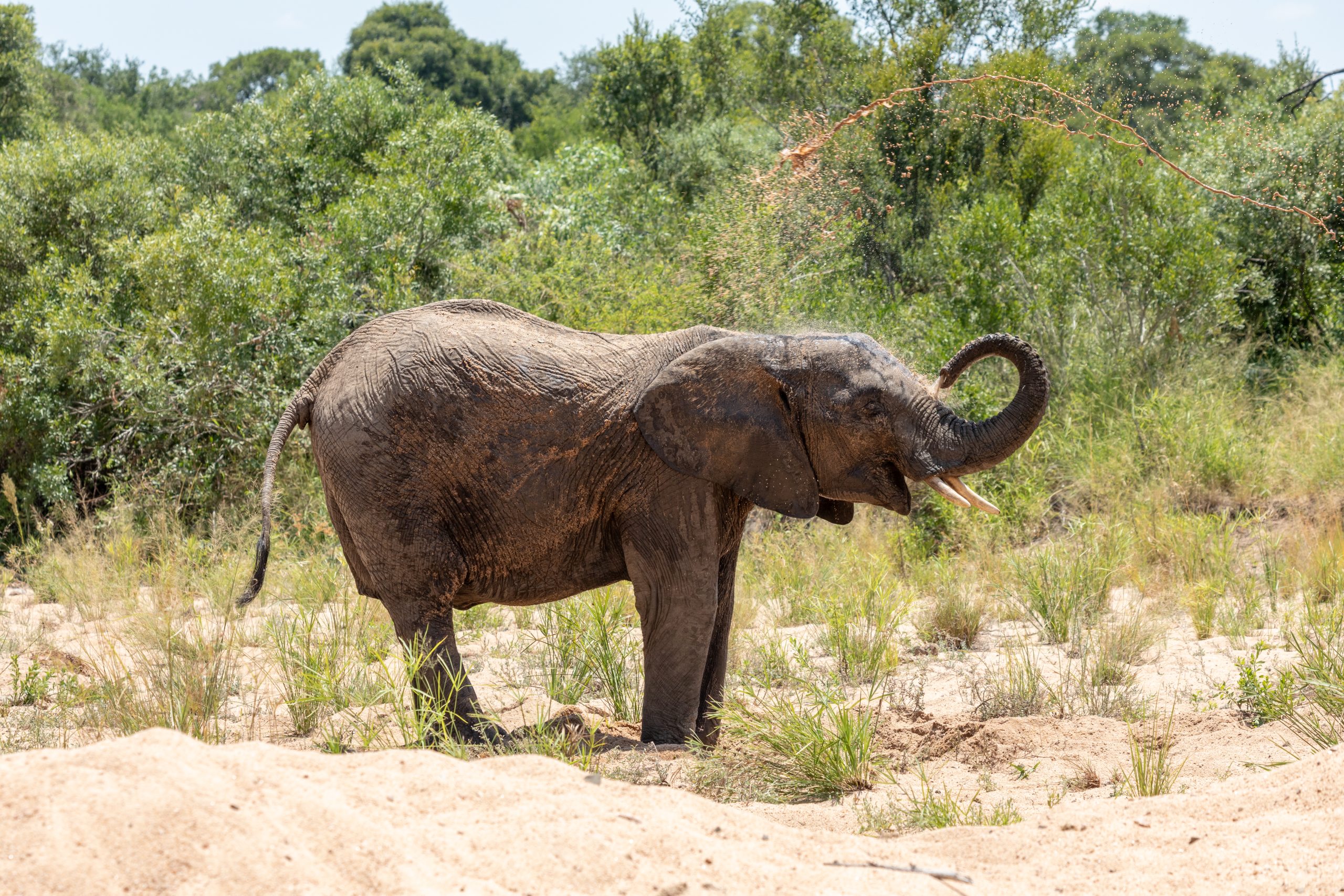 Human-in-the-loop systems are necessary to validate findings against the wisdom of traditional practitioners. Kruger National Park (ZA), Elefant