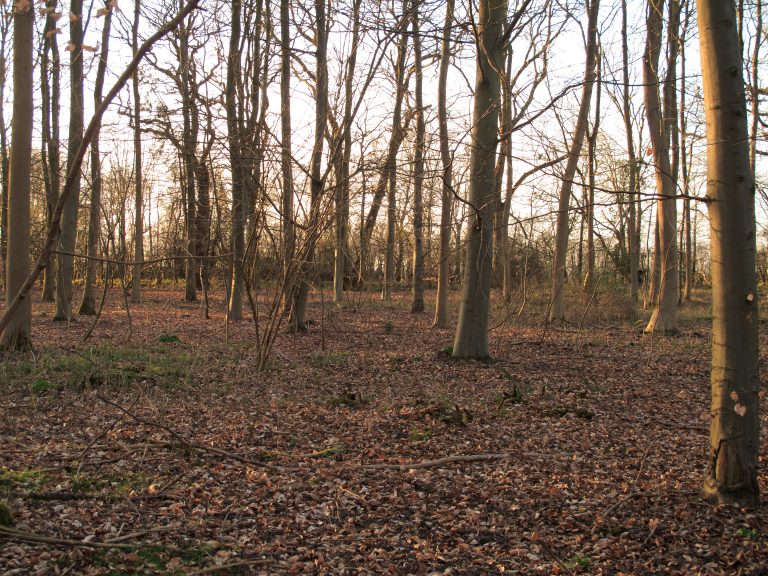 Layer_Wood2C_Layer_Marney_-_geograph.org_.uk_-_4396006
