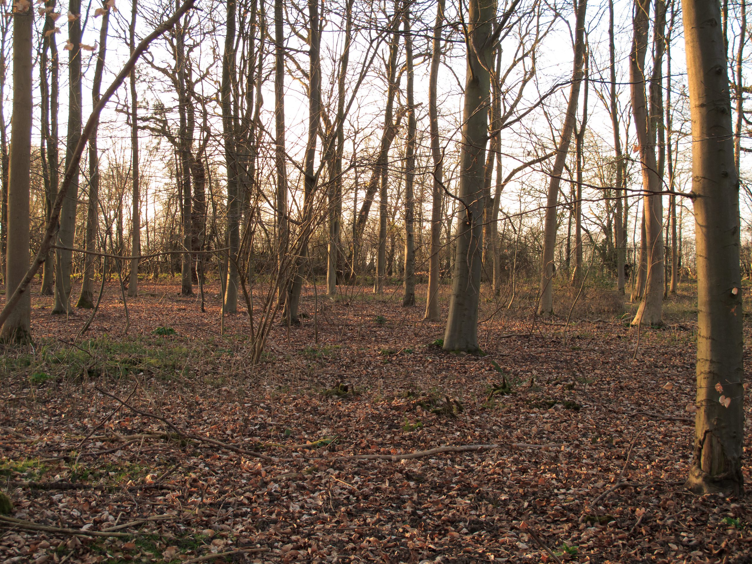 Layer-wise Relevance Propagation (LRP) redistributes output scores back through deep network layers. Layer_Wood2C_Layer_Marney_-_geograph.org_.uk_-_4396006
