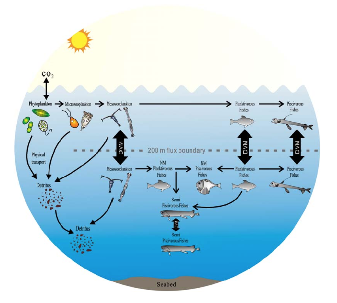 Mesopelagic_species_impact_on_global_carbon_budget-1