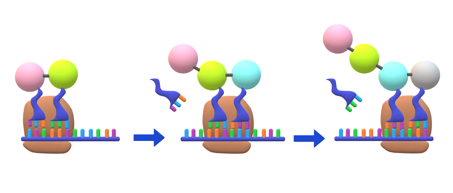 Protein_Synthesis_Elongation
