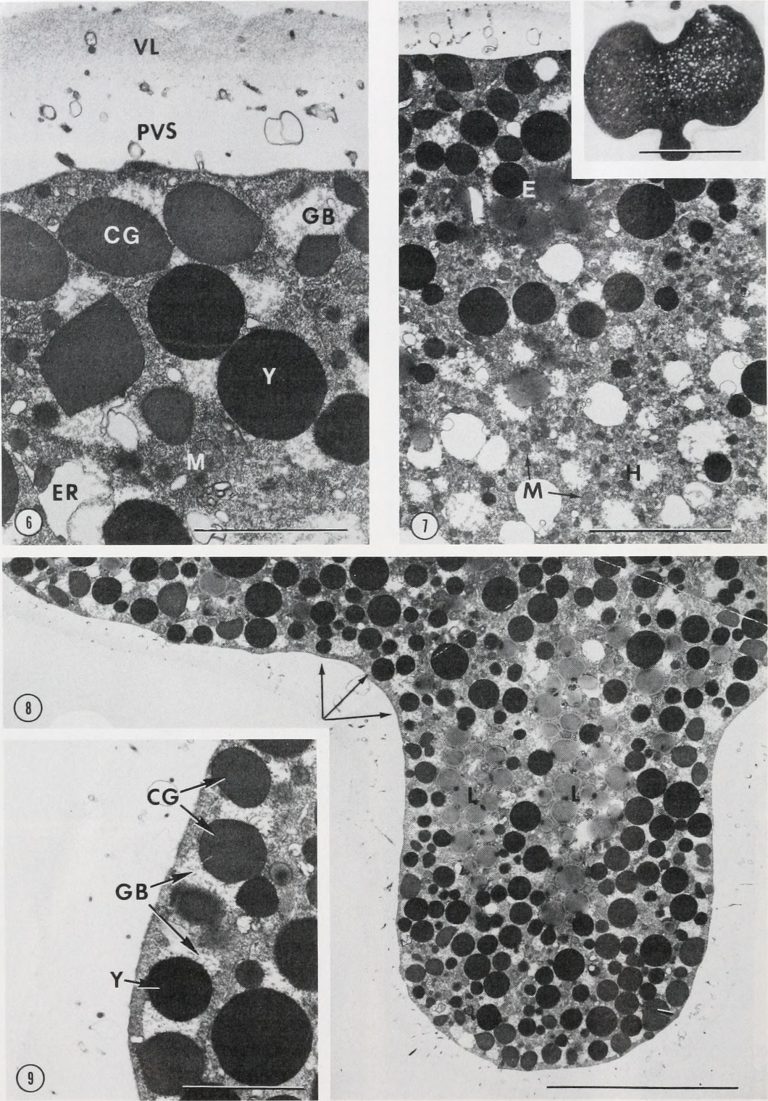The_Biological_bulletin_281975511152429