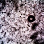 Bio-Inspired Cellular Robotics: The Future of Decentralized AI Microscopic image showcasing the intricate structure and texture of plant cells.