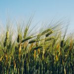 Lush barley field stretching under a clear blue sky, signifying abundance and growth.