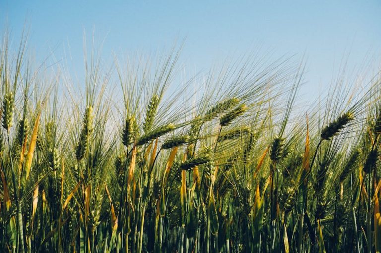 Lush barley field stretching under a clear blue sky, signifying abundance and growth.