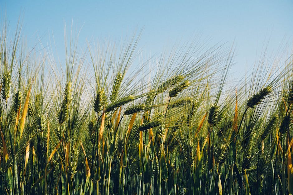 Lush barley field stretching under a clear blue sky, signifying abundance and growth.