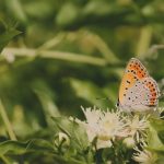 Close-up of a butterfly perched on a summer flower in Hungary, surrounded by lush greenery.