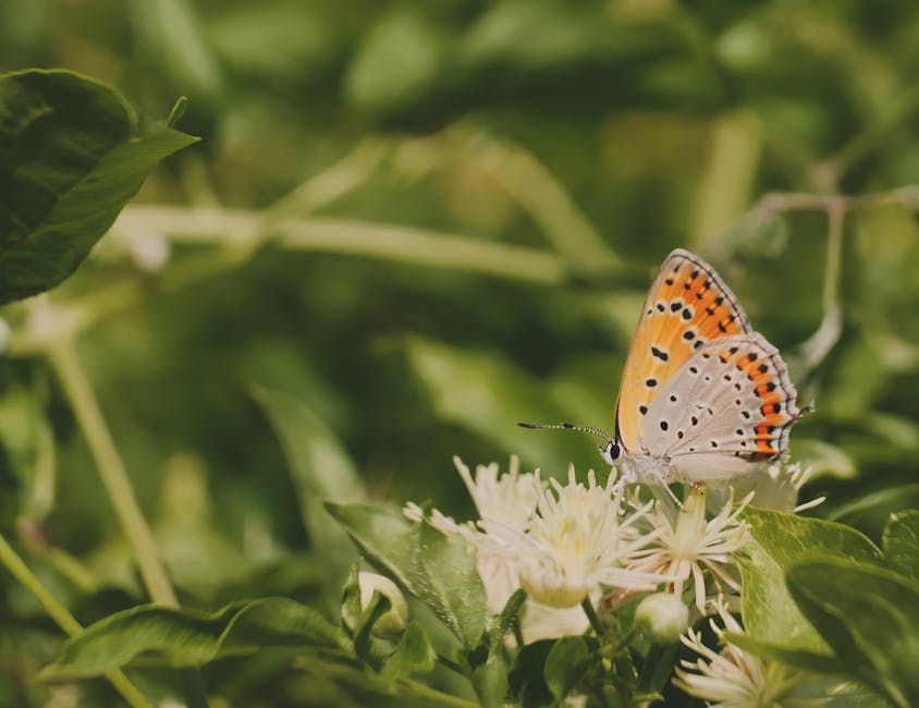 Close-up of a butterfly perched on a summer flower in Hungary, surrounded by lush greenery.