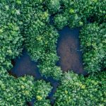 Drone shot of a dense green forest with small ponds, showcasing natural beauty and tranquility.