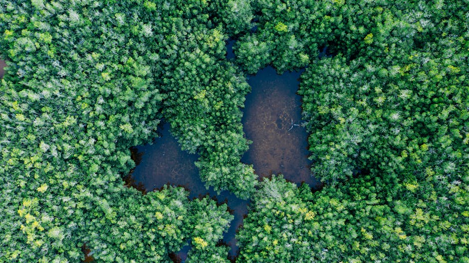 Drone shot of a dense green forest with small ponds, showcasing natural beauty and tranquility.
