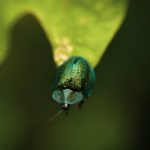 Biological Success: How Nature Drives Strategic Growth Detailed close-up of a jewel beetle on a lush green leaf in São Paulo, highlighting its vibrant colors and patterns.