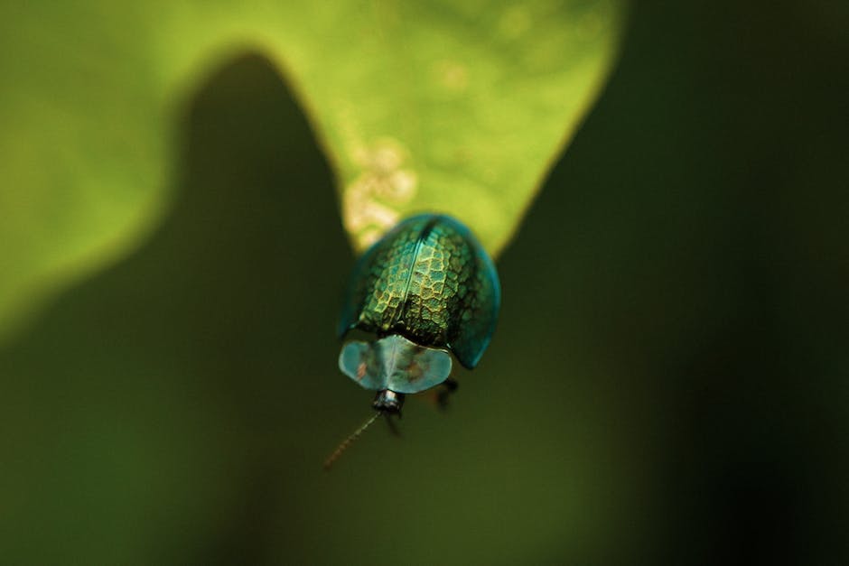 Detailed close-up of a jewel beetle on a lush green leaf in São Paulo, highlighting its vibrant colors and patterns.