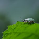Detailed macro shot of a green weevil resting on a vibrant leaf, showcasing nature's tiny wonders.
