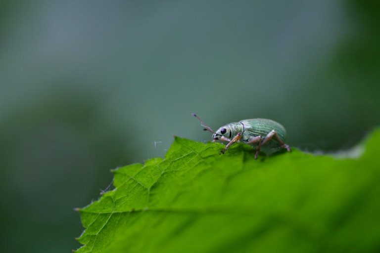 Detailed macro shot of a green weevil resting on a vibrant leaf, showcasing nature's tiny wonders.