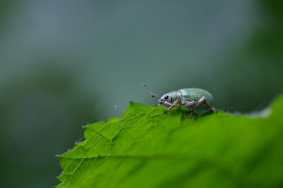 Detailed macro shot of a green weevil resting on a vibrant leaf, showcasing nature's tiny wonders.