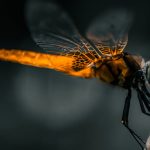Stunning close-up of a vibrant dragonfly perched, showcasing intricate wing details.