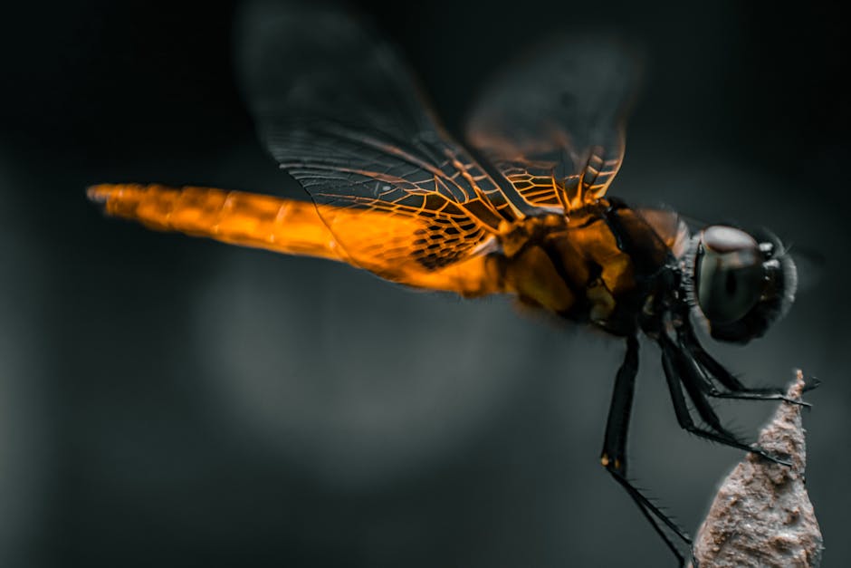 Stunning close-up of a vibrant dragonfly perched, showcasing intricate wing details.