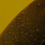 How Bio-Inspired Emergent Behavior Revolutionizes Bioelectronics Macro image of a feather with visible water droplets, dark texture, on a vibrant yellow background.