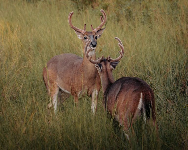 Two white-tailed deer in a lush field, exhibiting natural behavior and vibrant wildlife beauty.