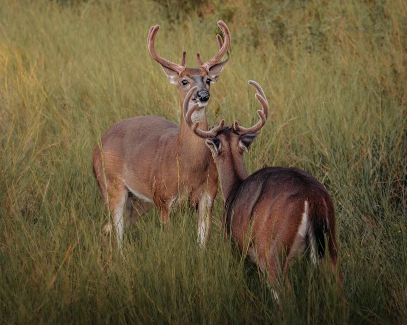 Two white-tailed deer in a lush field, exhibiting natural behavior and vibrant wildlife beauty.