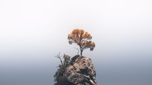A solitary tree atop a rocky cliff under a vast, clear sky, highlighting nature's resilience.