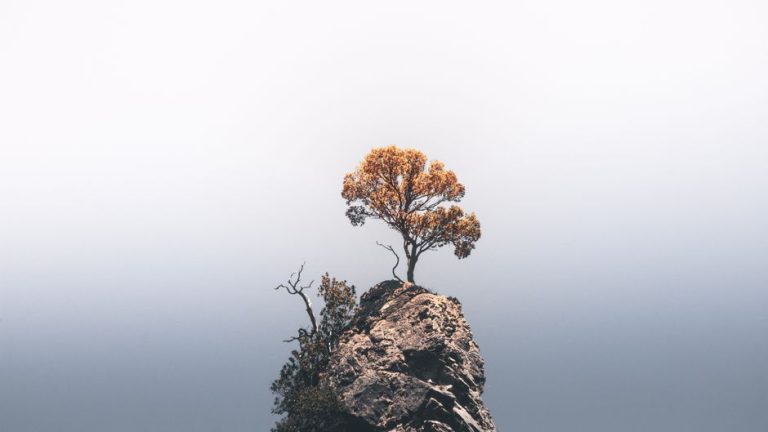 A solitary tree atop a rocky cliff under a vast, clear sky, highlighting nature's resilience.