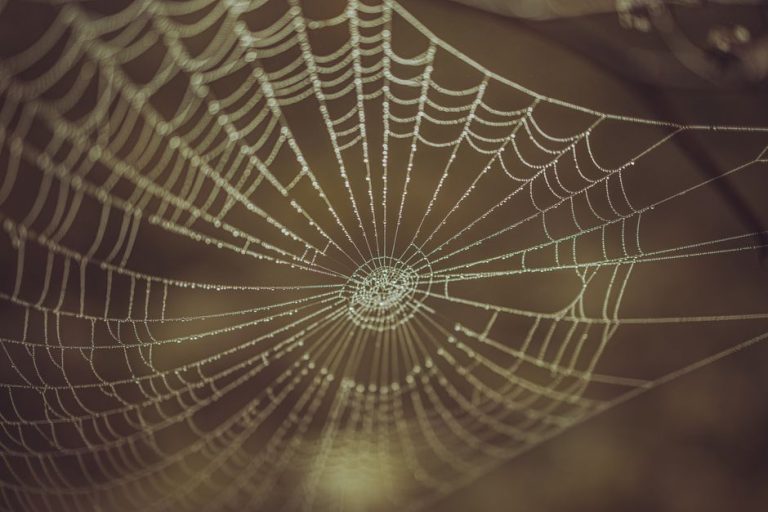 Detailed close-up of a spiderweb with dew drops, showcasing natural patterns and texture.