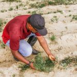 Securing Agriculture: Meta-Learning Compilers for Cyber-Defense A farmer in Nigeria examines plants in the field, promoting sustainable agriculture.