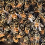 Detailed image showing a swarm of honeybees clustering on a hive.